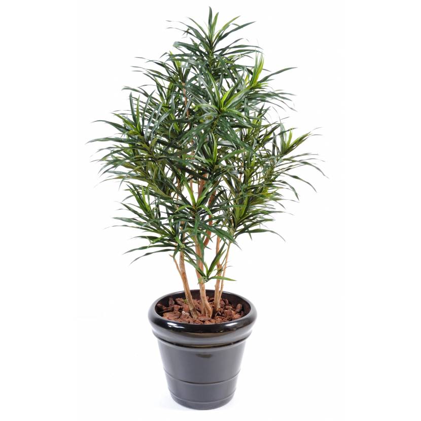 Dracena Anita, 125cm
