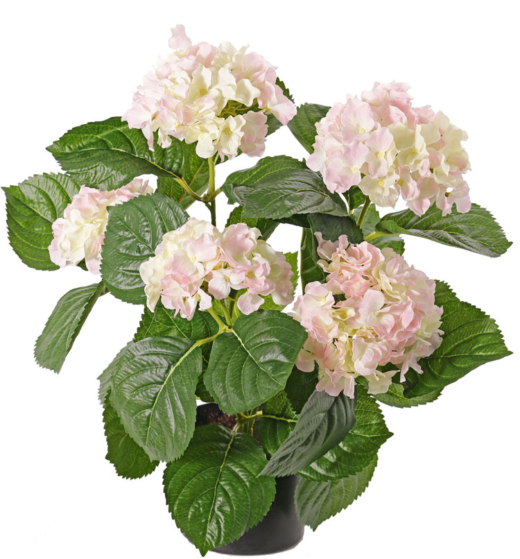 Hortenzia ružová luxe v kvetináči, 36cm