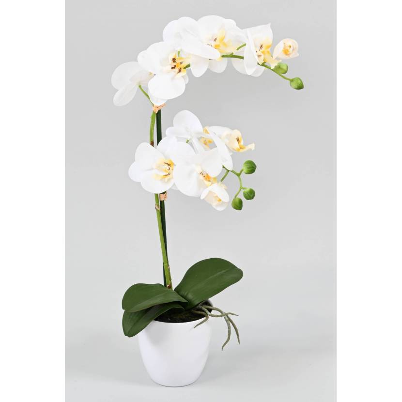 Orchidea biela v kvetináči, 55cm