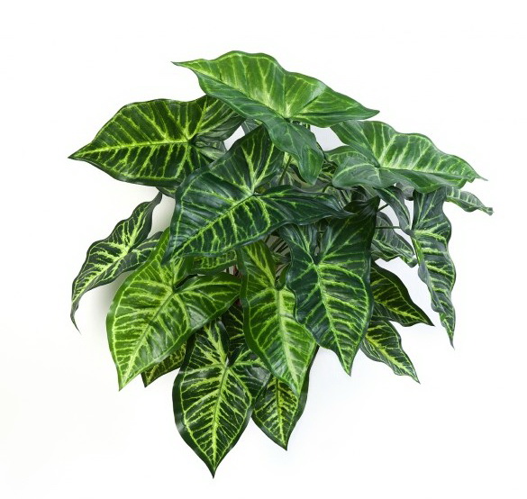 Philo premium, 45cm