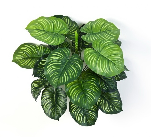 Calathea premium, 45cm