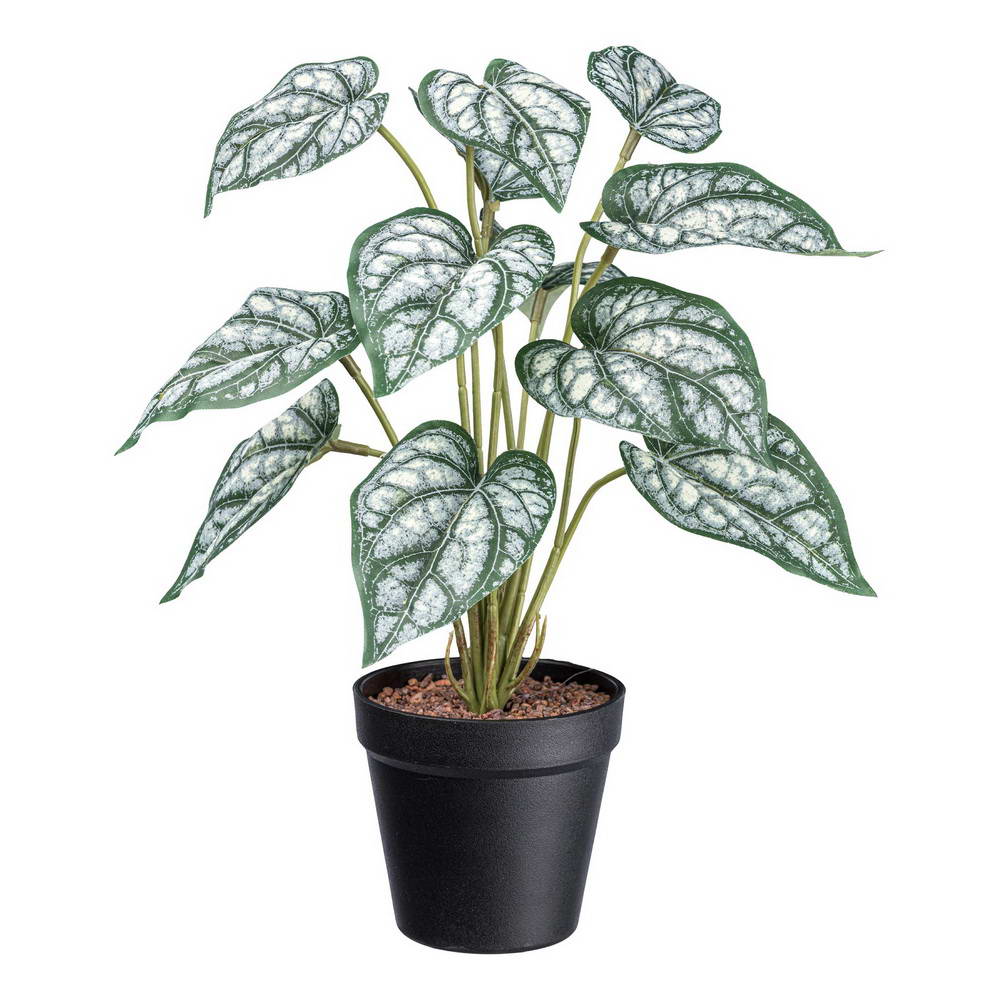 Syngonium v kvetináči, 38cm