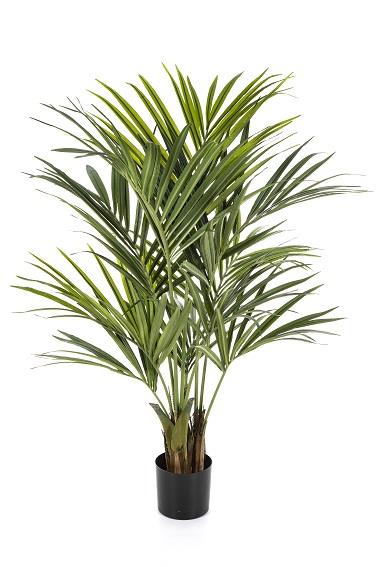Kentia palma, 150cm