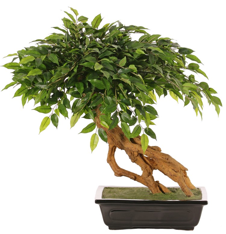 Bonsai Ficus deluxe v kvetináči, 58cm