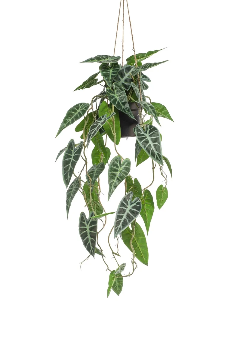 Alocasia v závesnom kvetináči, 80cm