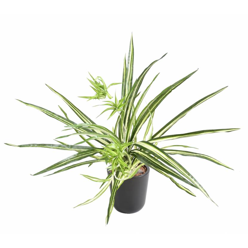 Chlorophytum bez kvetináča, 60cm