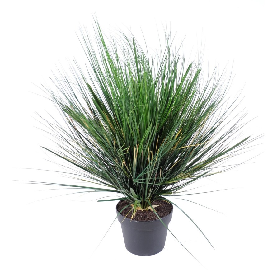 Cibuľová tráva zelená v kvetináči, 70cm