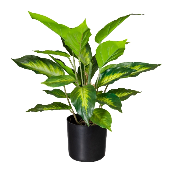 Dieffenbachia 24 listov, 45cm