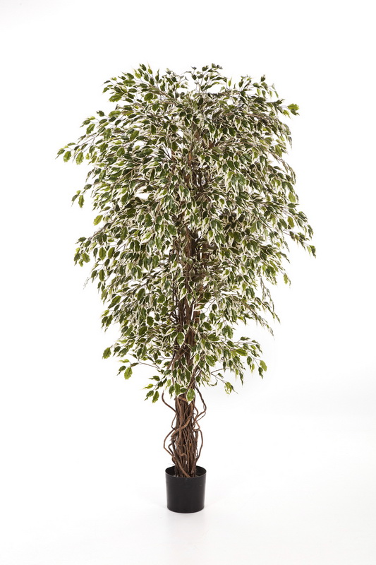Fíkus liánový panašovaný DELUXE, 90cm