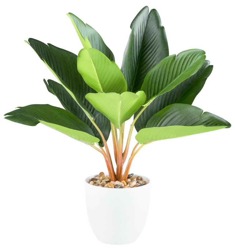 Strelitzia v kvetináči, 35cm