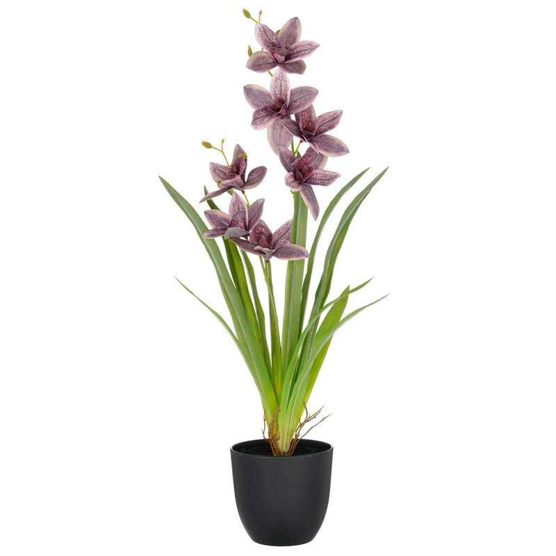 Cymbidium fialová v kvetináči, 55cm