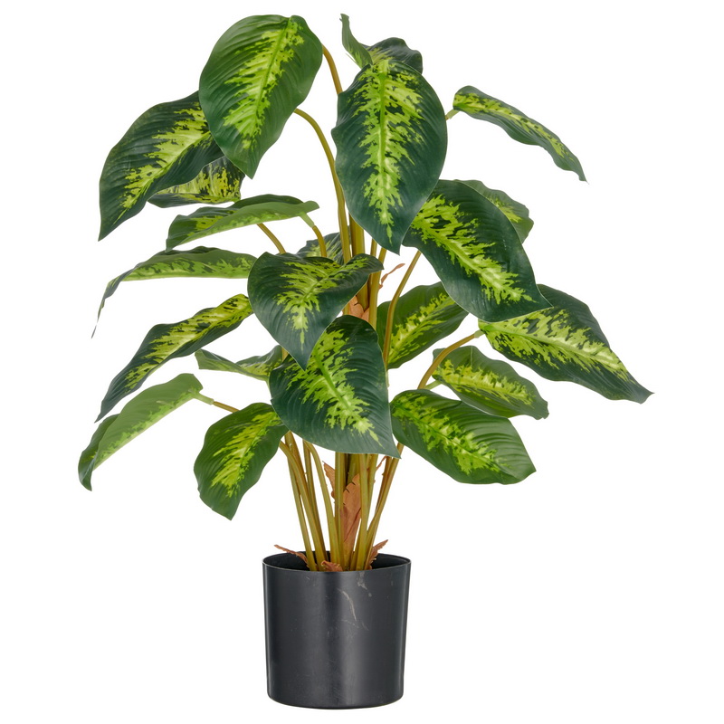 Diffenbachia 21 listov, 65cm