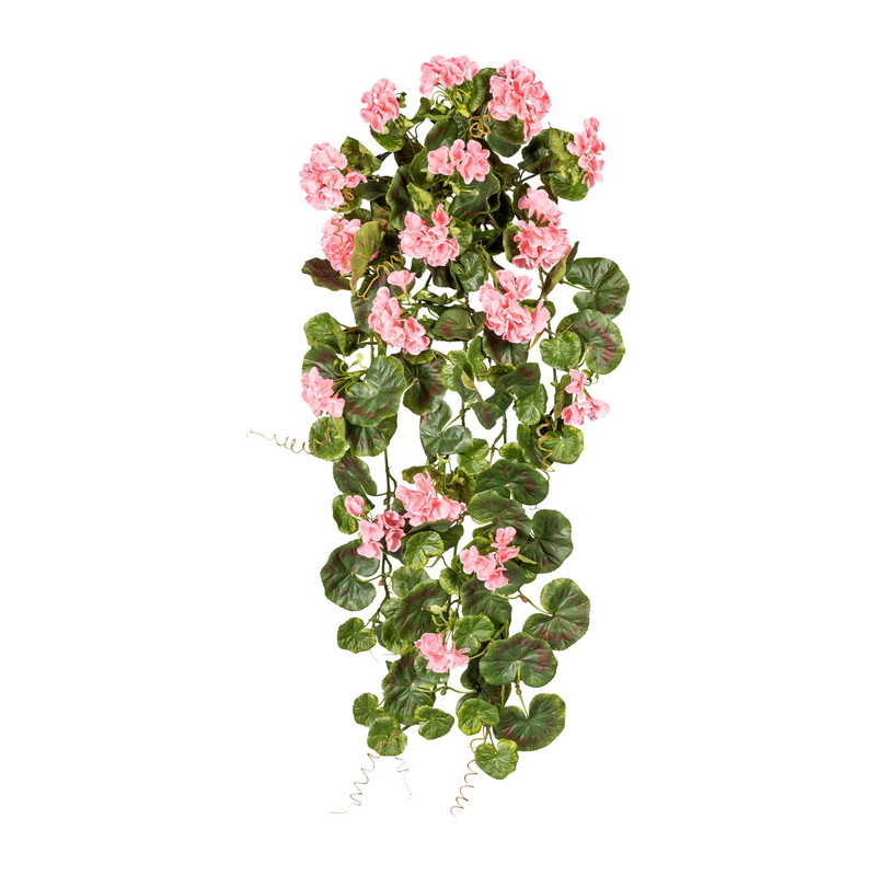 Geránium popínavé ružové vonkajšie, 80cm