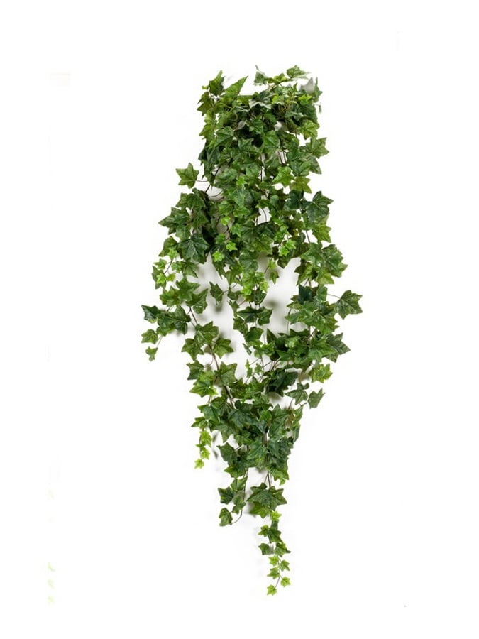 Popínavý brečtan zelený, 180cm
