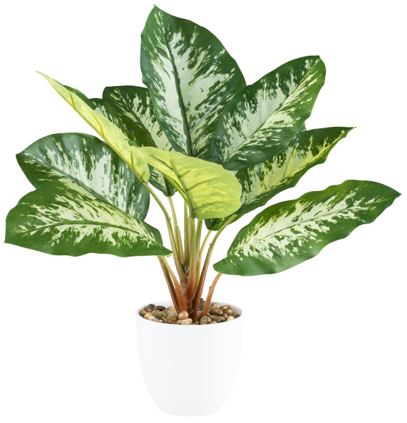 Dieffenbachia v kvetináči, 35cm