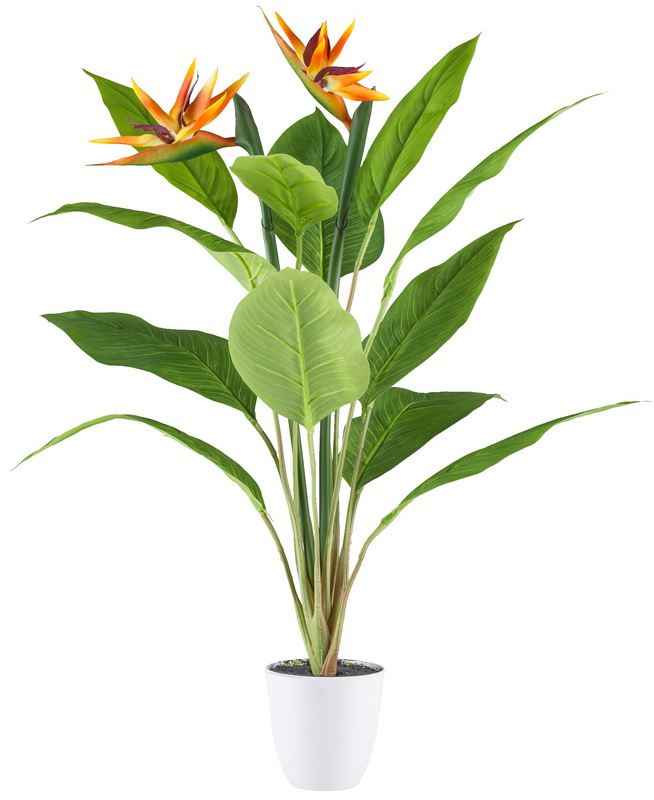 Strelitzia v kvetináči, 2 kvety, 80cm