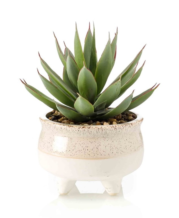 Echeveria kaktus v kvetináči, 20cm