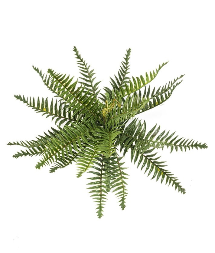 Divoká papraď, 35cm