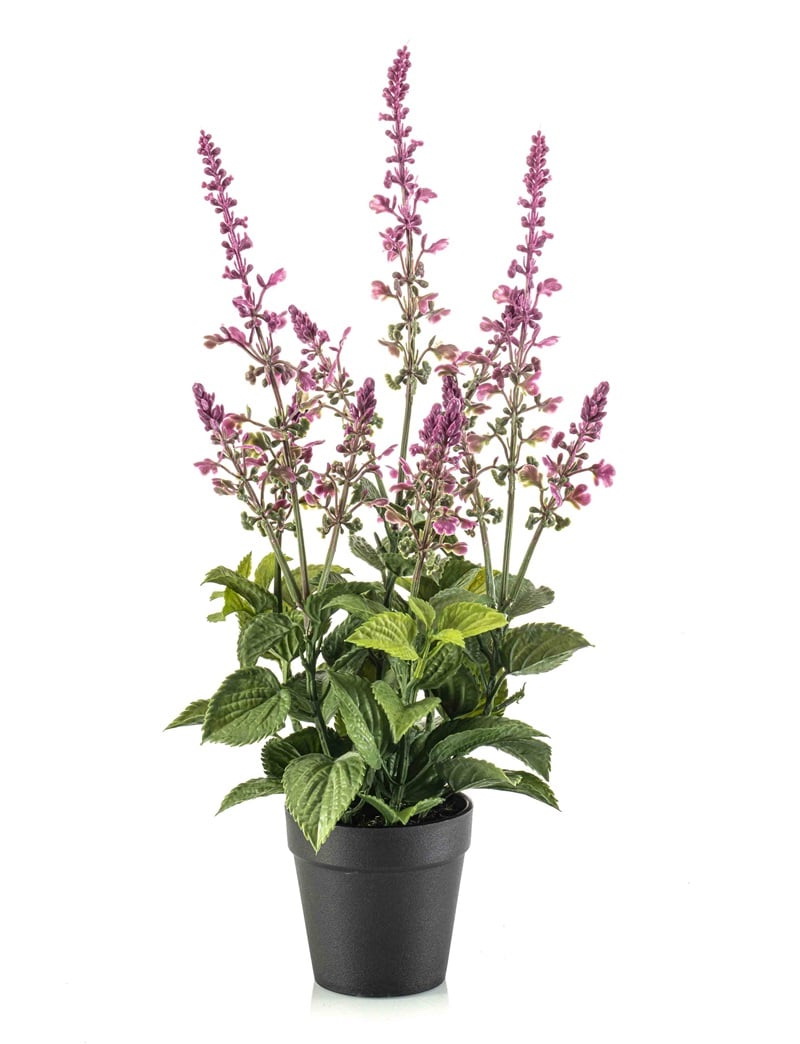 Šalvia fialová v kvetináči, 45cm
