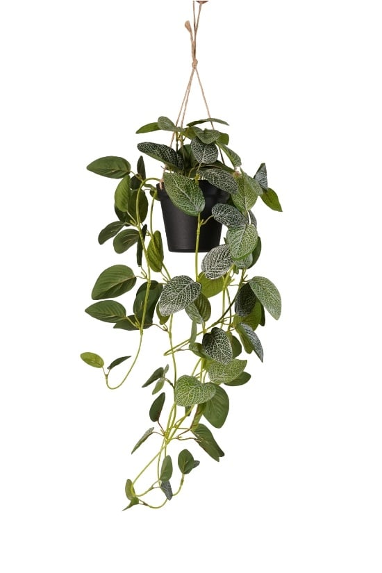 Fittonia v závesnom kvetináči, 70cm