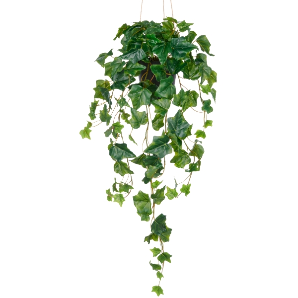 Zavesený brečtan, 75 cm