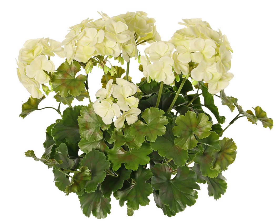 Geránium bielá vonkajšia, 39cm
