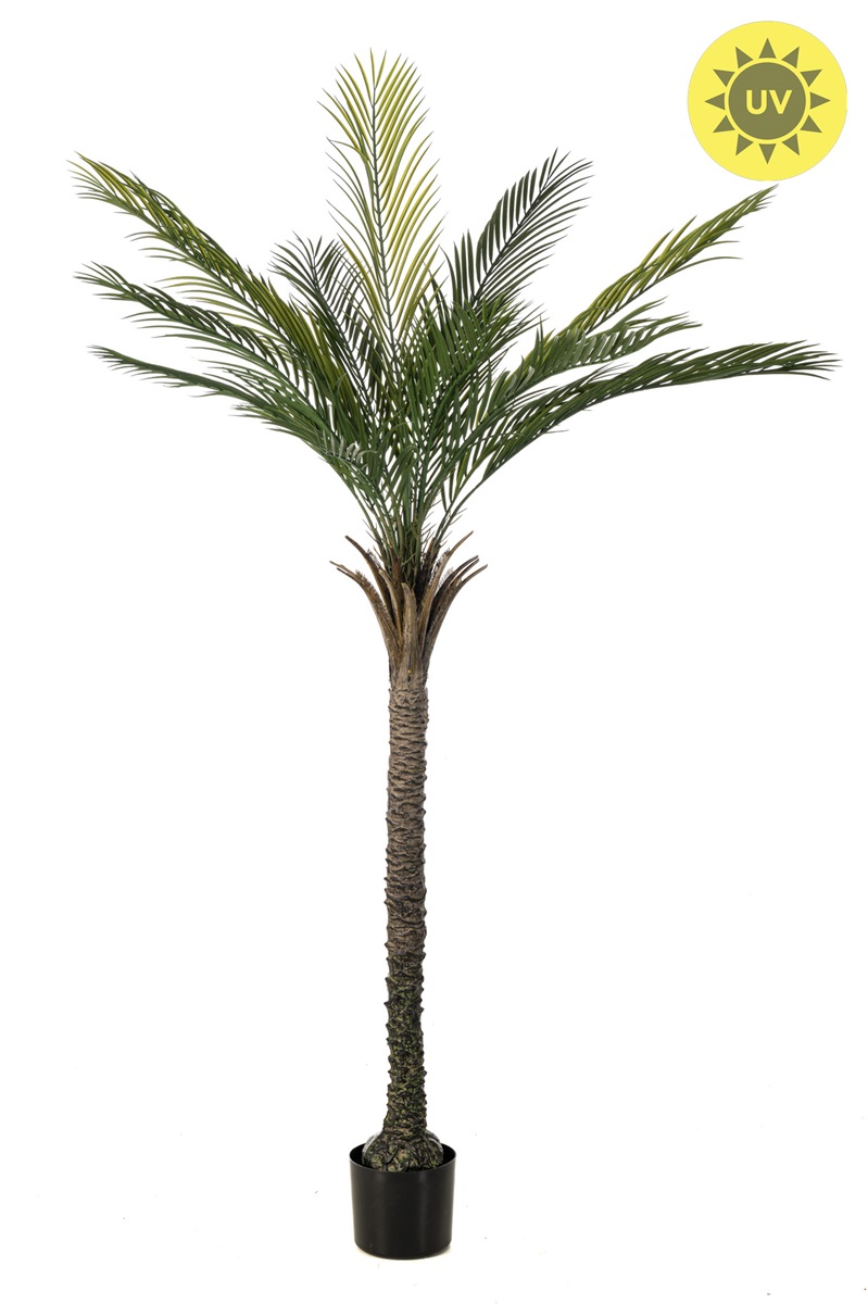 Palma Phoenix vonkajšie, 180cm