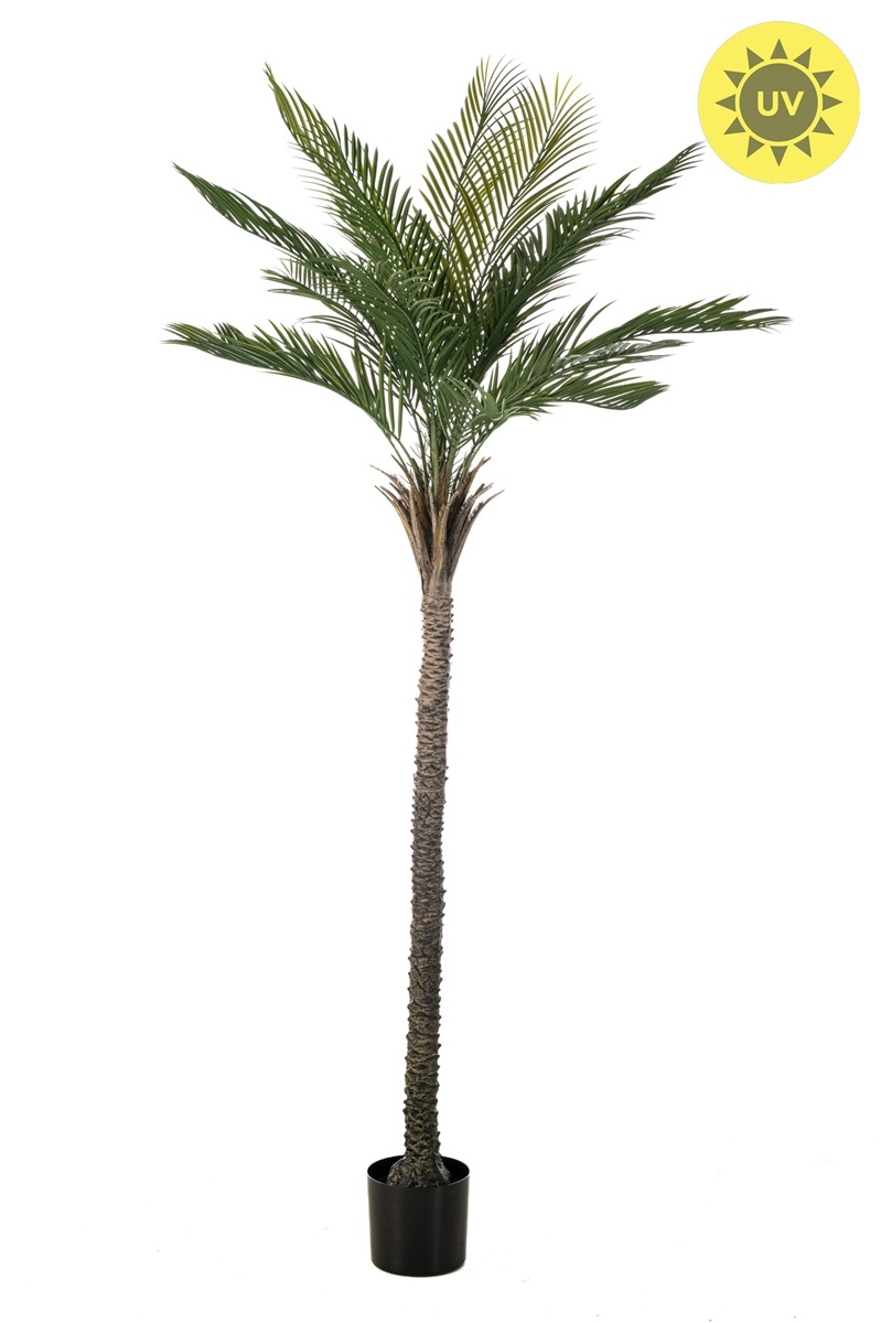 Palma Phoenix vonkajšie, 210cm