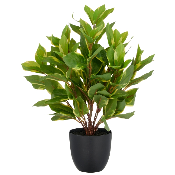 Epipremnum v kvetináči, 40cm