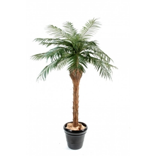 Phoenix palma prírodný kmeň deluxe, 210cm
