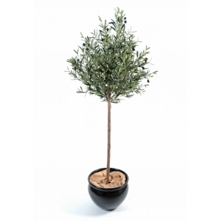 Olivovník prírodný kmeň, 180cm