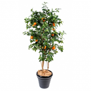  Pomarančovník strom, 180cm