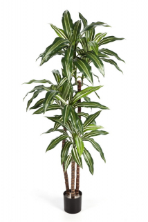 Dracena FRAGRANS palma pestrá deluxe, 145cm