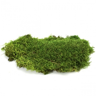 Dekoračný stabilizovaný mach lesný plochý 2,5 kg, zelený