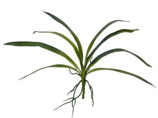 Orchidej listy, 45cm