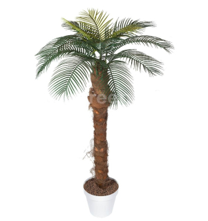 Phoenix palma, 180cm