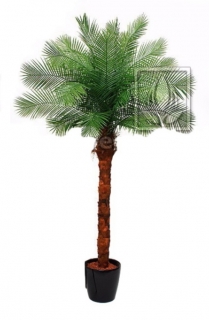 Phoenix palma, 210cm