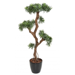 Bonsai Podocarpus deluxe - krútený kmeň, 135cm