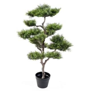 Borovica bonsai, 95cm