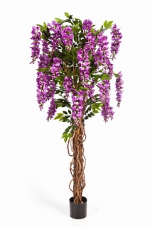 Vistária prírodné kmene DELUXE, fialová, 180 cm