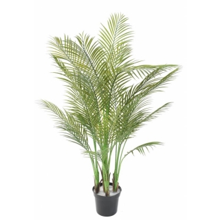 Palma areca, 145cm