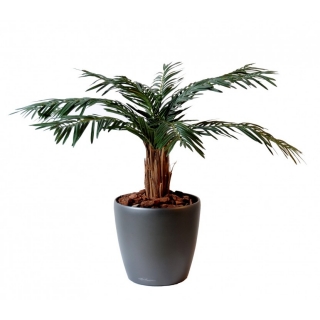 Cycas palma deluxe - prírodný kmeň, 80cm