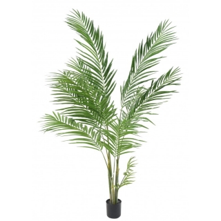 Palma areca, 160cm