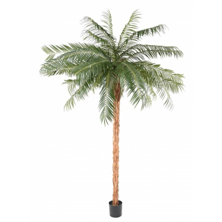 Phoenix palma prírodný kmeň deluxe, 340cm