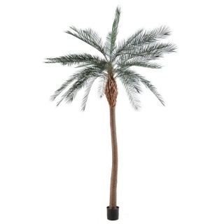 Phoenix palma tenký kmeň, 280cm