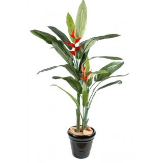 Heliconia palma - 2 kvety, 180cm