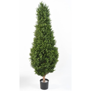 Buxus strom klasik, 185cm