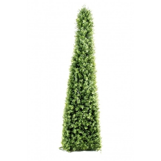 Buxus strom pyramíd, 160cm