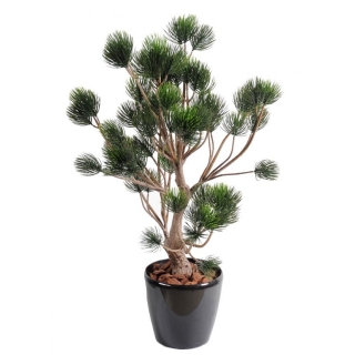 Borovica bonsai, 90cm