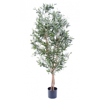 Olivovník prírodné kmene, 150cm